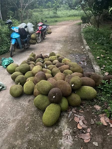 Mít mật 3
