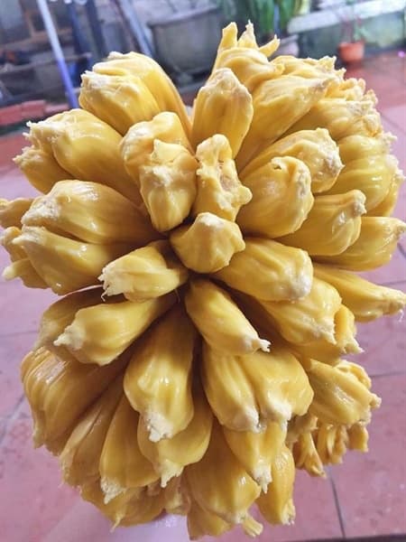 Mít mật 4