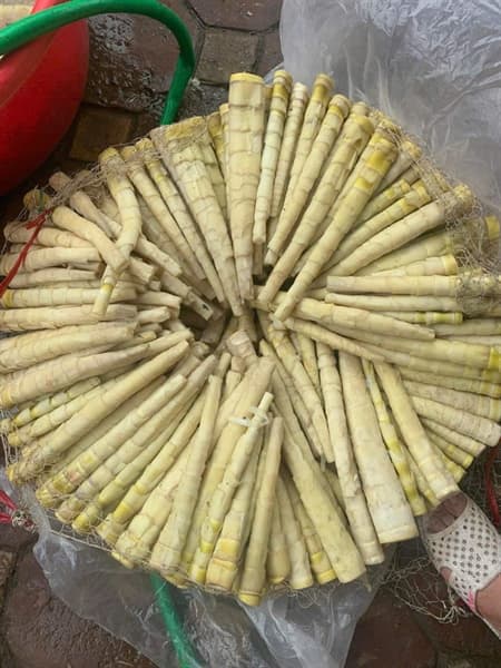 Măng dui