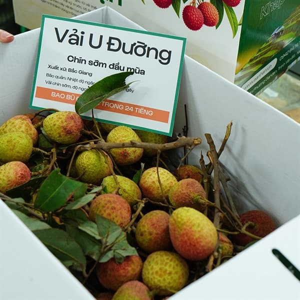 Vải U Đường 2
