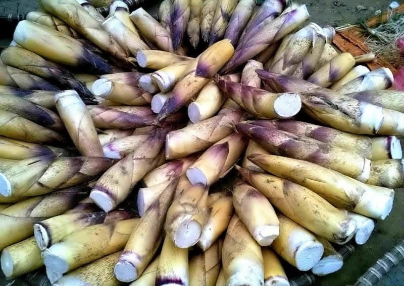 Măng rừng Na Hang