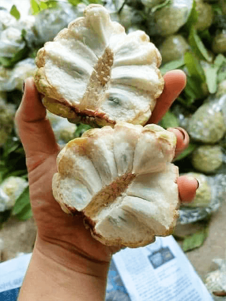 Na Chi Lăng Lạng Sơn (size 5-6-7) 2