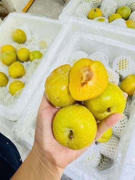 Mận cau