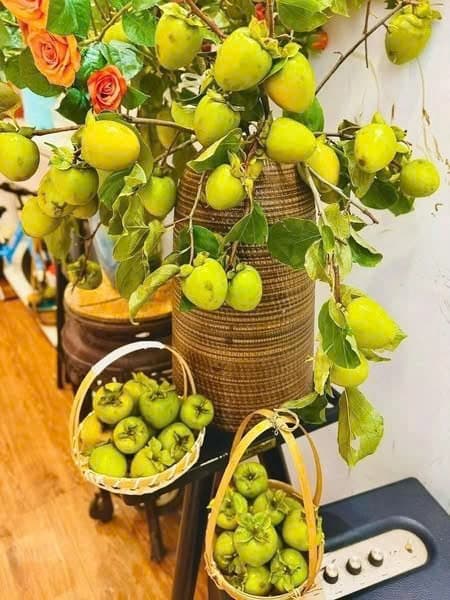 Cành hồng rừng Sơn La