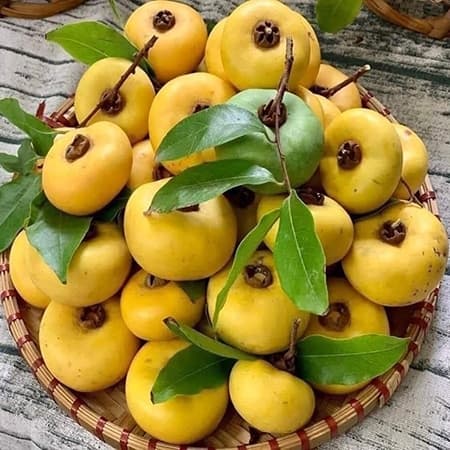 Thị quả