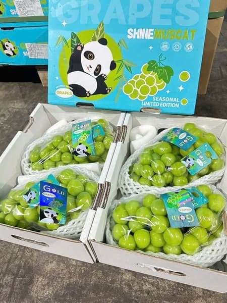 Nho sữa Gấu Trúc