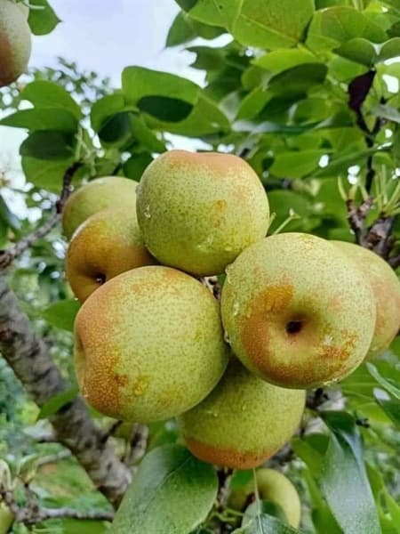 Lê mật 2