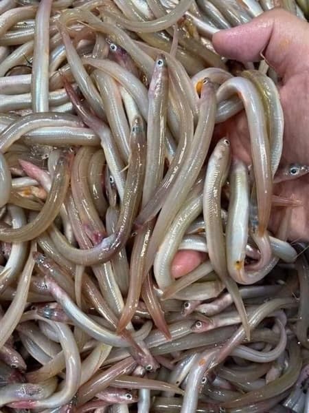 Cá sụn sịn