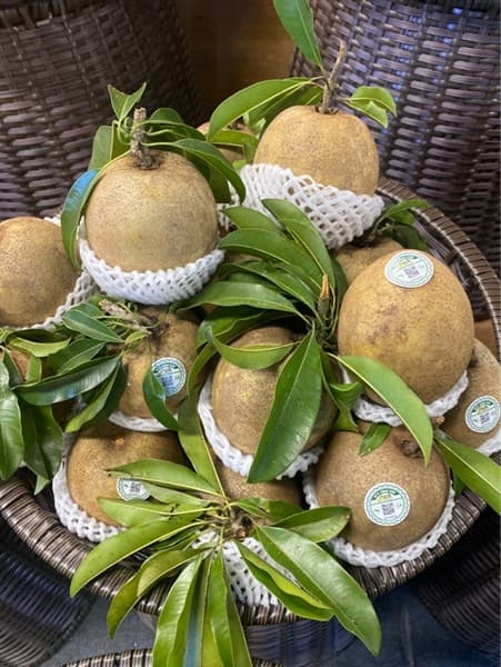 Hồng xiêm Mexico