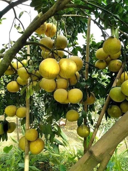 Bưởi đường Cát Quế Tuyên Quang 3