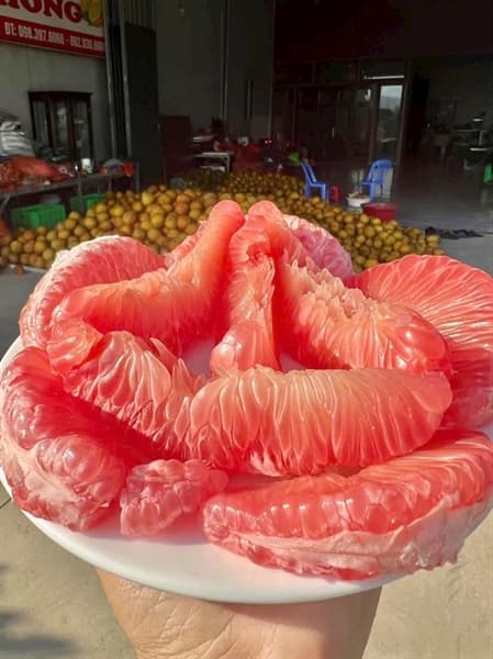 Bưởi Đỏ Tân Lạc Hòa Bình