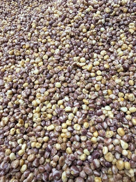 Ngô Nếp Tím Rang Củi Không Cay 500g 3