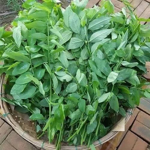 Rau ngót ( mớ)
