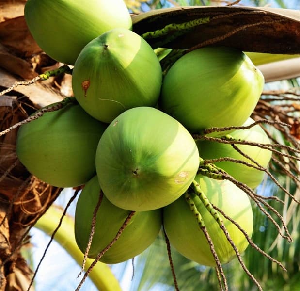 Dừa Xiêm Quả 2