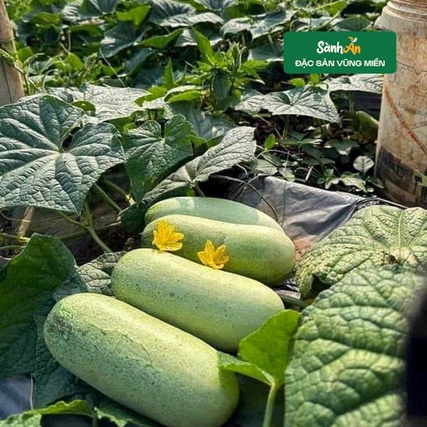 Dưa mèo Điện Biên 4