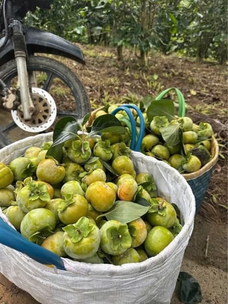 Hồng giòn chín nên Đà Lạt size mini 3