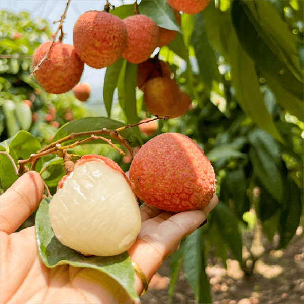 Vải U Hồng Sơn La 4