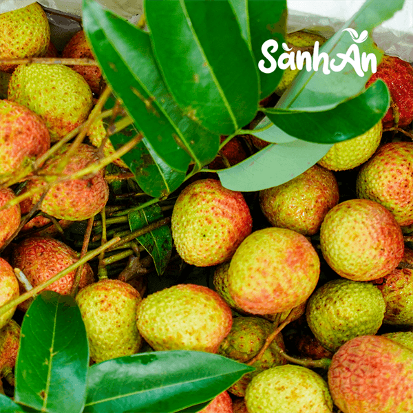 Vải U Hồng Sơn La 2