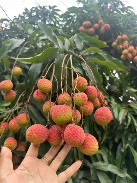 Vải Trứng Bắc Giang