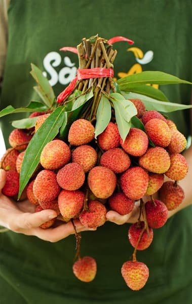 Vải thiều Kim Sơn Ninh Bình 4