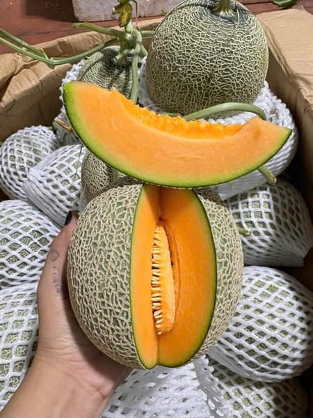 Dưa lưới TL3