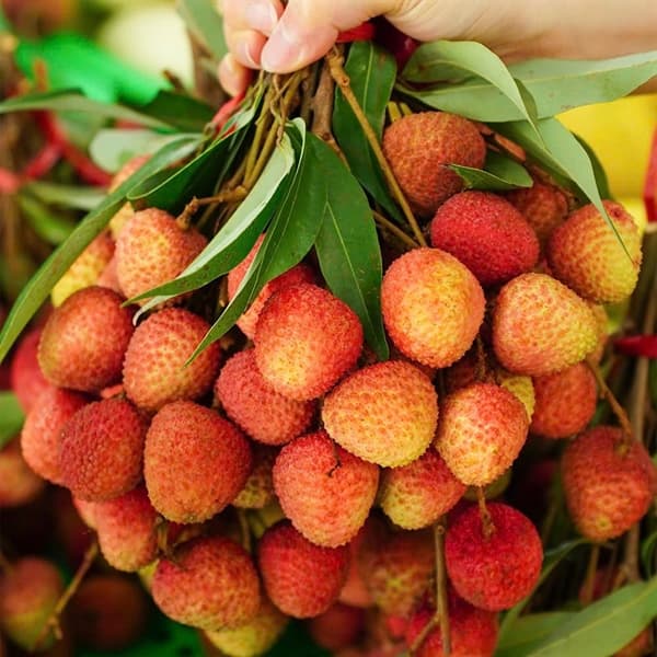 Vải thiều Kim Sơn Ninh Bình 3