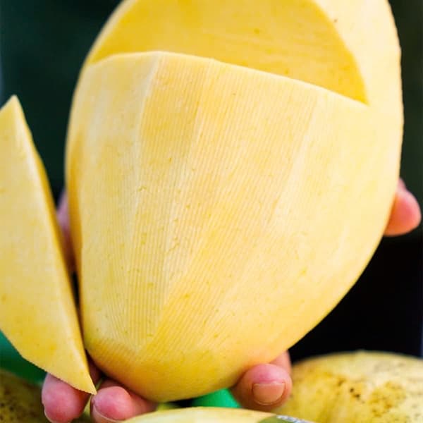Xoài tứ quý Bến Tre 4