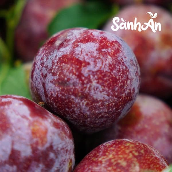 Mận Pu Nhi 3