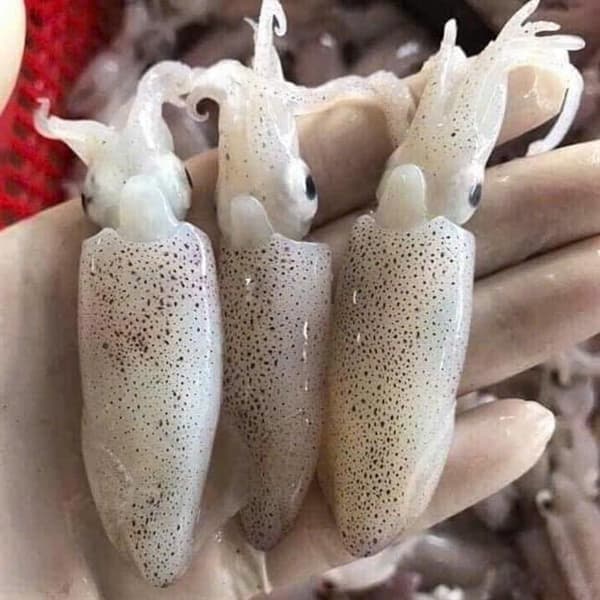 Mực sim trứng 500g 3