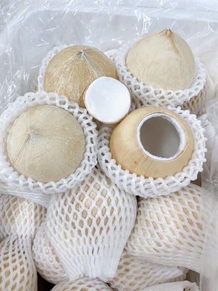 Dừa Xiêm Trọc 2