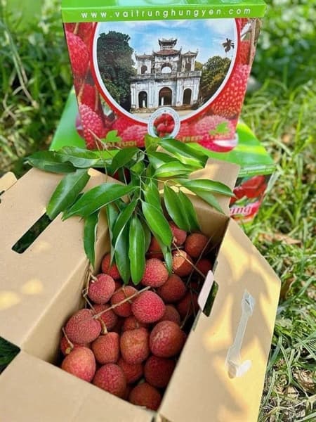 Vải Trứng trắng Hưng Yên 3