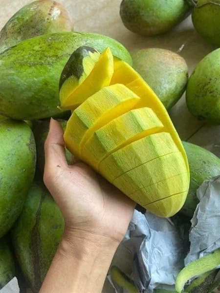 Xoài Đài Loan Sơn La