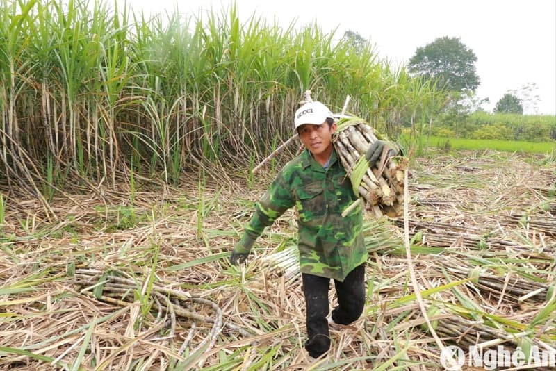 Mật mía Làng Găng 4