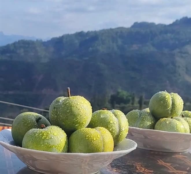 Mận Mật Ong
