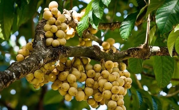 Bòn bon Thái 3