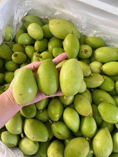 Xoài bao tử 3