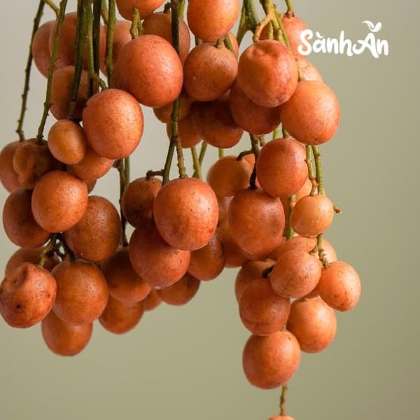 Quất hồng bì 2