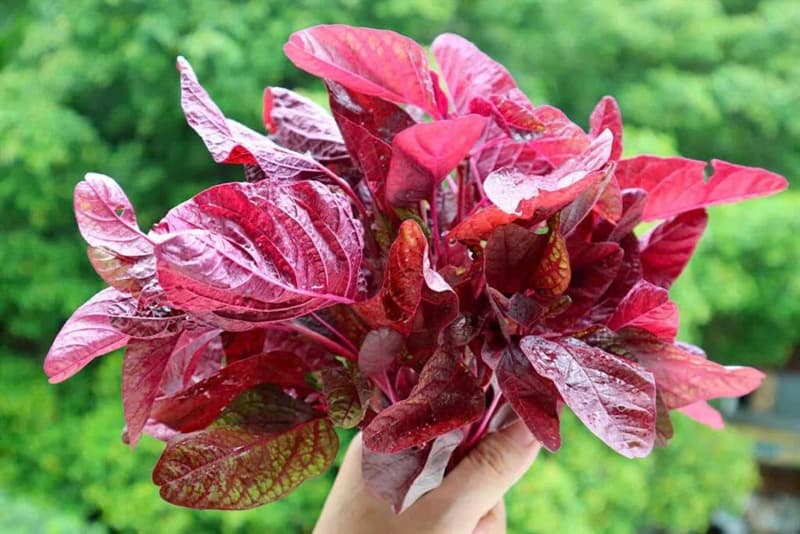 Rau dền đỏ