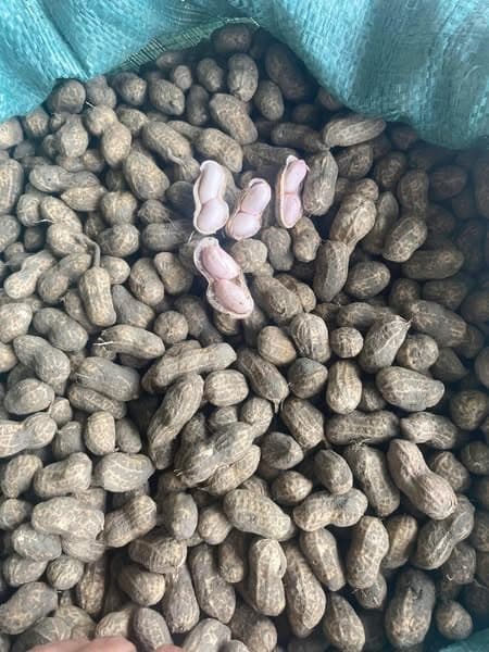 Lạc tươi quê 3