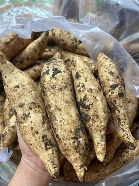 Khoai sữa Thái 5
