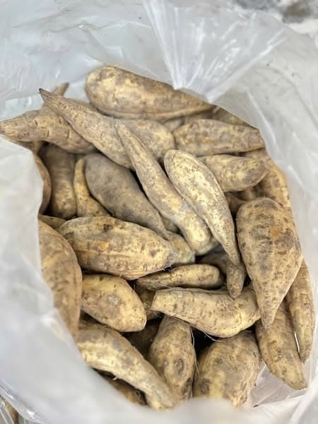Khoai sữa Thái 4