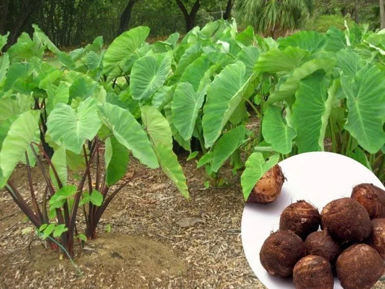 Khoai sọ 3