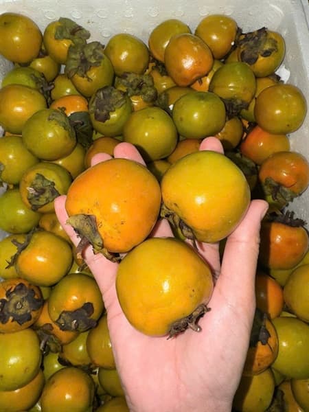 Hồng Bảo Lâm