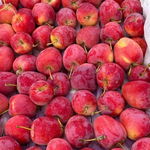 Táo cherry