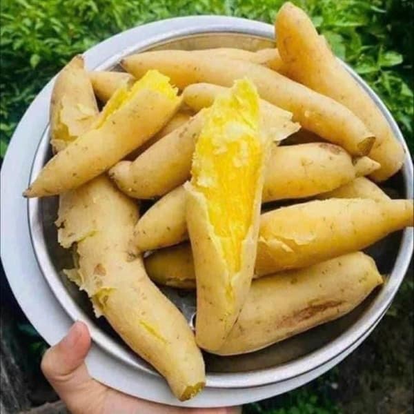 Khoai sữa Thái