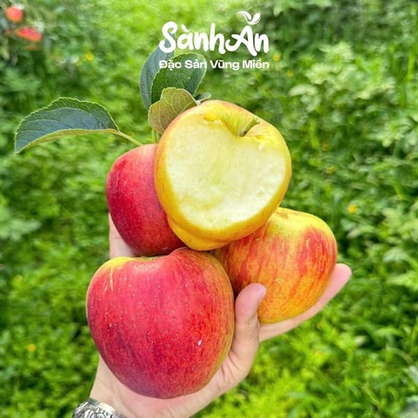 Táo hồng Côn Minh Vân Nam