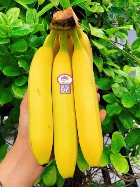 Chuối tiêu Viba