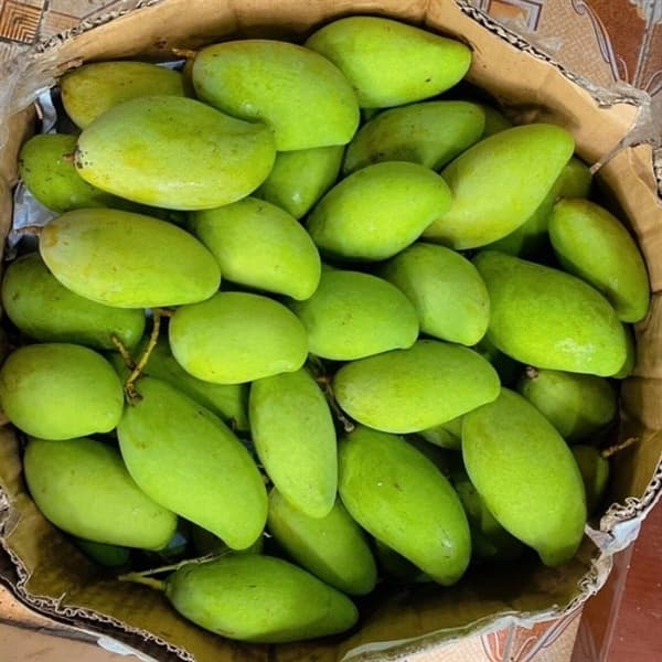 Xoài bao tử
