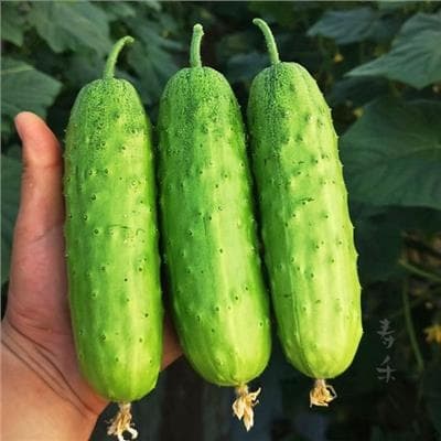 Dưa chuột nếp