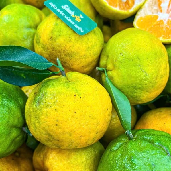 Quýt Sen Mường Khương 3